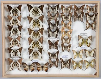 de nombreux types de papillons exposés dans un cadre en bois