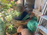 beaucoup de plantes qui sont posées sous le porche