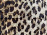 close up of a brown and black leopard print on a piece of fabric