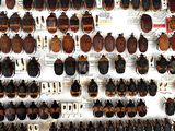 a lot of bugs that are hanging on the wall
