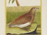 painting of a brown and white bird sitting on a leaf in a field
