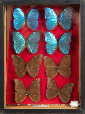 many blue butterflies in a shadow box on a red surface