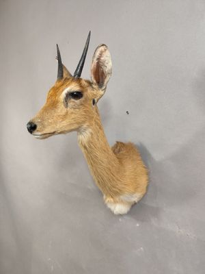 une tête de cerf fixée au mur d'une pièce