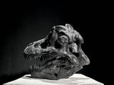 black and white photograph of a t - rex skull on a pedestal