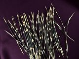 a close up of a bunch of sticks on top of a purple cloth