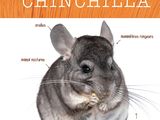 une photo d'un chinchilla sur laquelle figure son nom
