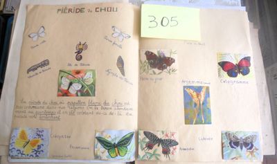 un livre ouvert sur lequel figurent des images de papillons et d'autres choses