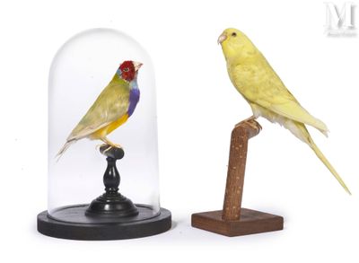 two birds that are under a glass dome on a stand