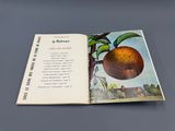 an open book with a picture of an orange on it