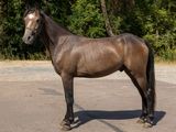 un cheval brun debout au milieu d'un parking