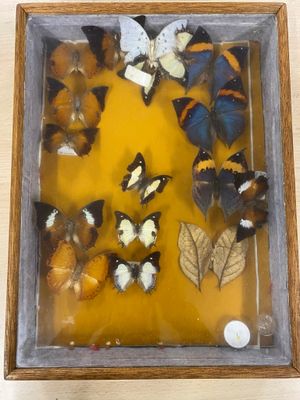 a picture of a display of butterflies in a glass case