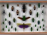 une exposition de divers coléoptères et autres insectes dans un cadre en bois