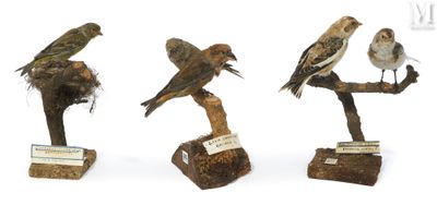 three birds are perched on a branch with labels on them