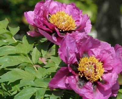 two pink flowers that are blooming in the garden