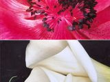 deux photos d'une fleur rouge et d'une fleur blanche