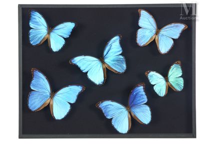 blue butterflies in a shadow box on a black background