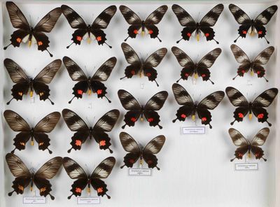 de nombreux papillons exposés dans une vitrine