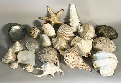 a lot of seashells and shells on the table