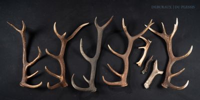 four different types of deer antlers are arranged on a black background