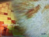 a close up of a cat ' s head with a blurry background