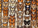 many different types of butterflies on display in a display case