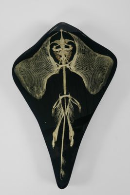 une image représentant une assiette noire et dorée sur laquelle figure un squelette