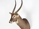 an antelope head mounted on a wall in a white room
