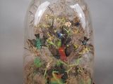 une cloche en verre contenant un oiseau