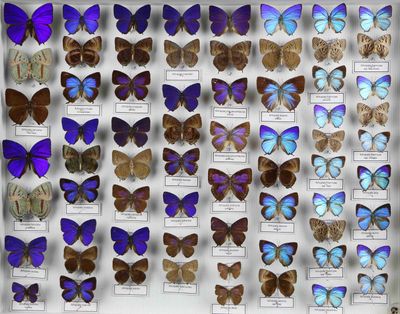 des papillons exposés dans une vitrine de musée