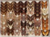 many different types of butterflies in a display case