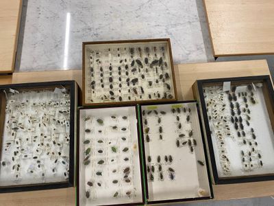 a lot of bugs that are sitting in a box
