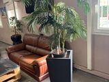 une plante qui se trouve dans une jardinière au milieu d'une pièce