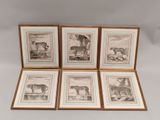 quatre gravures encadrées représentant des animaux sur fond blanc
