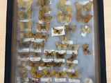 a picture of a display of butterflies in a box