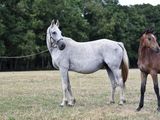two horses that are standing in the grass together