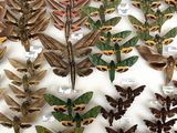 a lot of moths that are on display in a glass case
