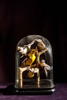 une cloche en verre contenant un oiseau jaune