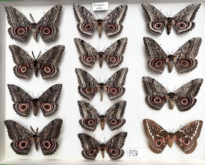 many different types of moths displayed in a white box