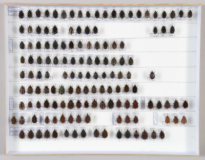 de nombreux insectes exposés dans un cadre