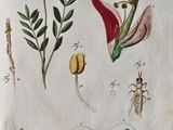 an old book with a drawing of flowers and insects on it