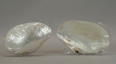 two pieces of shell that are wrapped in plastic