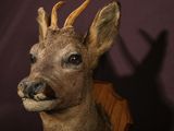 a deer head mounted on a wall with a shadow on the wall