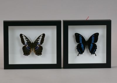 two framed butterflies that are sitting in a shadow box