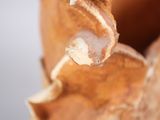 a close up of a piece of wood with a nail sticking out of it