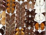 many different types of butterflies displayed in a white box