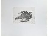 un dessin représentant un oiseau posé par terre