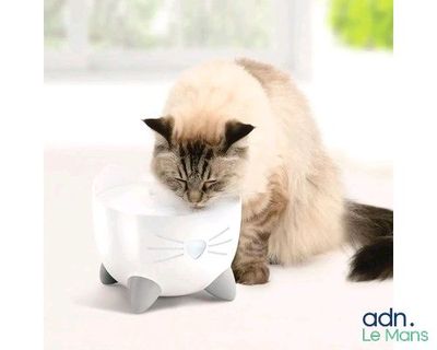 un chat qui joue avec un bol posé par terre