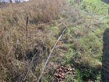 les pommes qui sont par terre près de la clôture