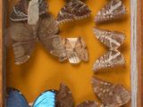 many butterflies in a wooden frame on a yellow surface