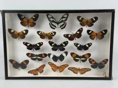 many different butterflies in a display case